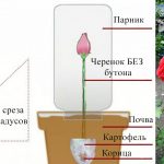 Как правильно укоренить розу в домашних условиях: простые способы и пошаговая инструкция с фото. Какую розу можно укоренить дома?