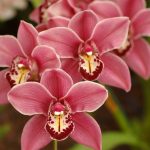Что нужно знать для успешного размножения орхидеи в домашних условиях. Как быстро получить цветущее растение