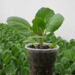 Когда сажать рассаду капусты брокколи? Способы посадки и правила выращивания рассады капусты брокколи дома