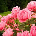 Секреты осеннего ухода за розами: подкормки, полив и обрезка. Как подготовить розы к зиме: все способы укрытия многолетника