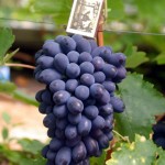 Сверхранний сорт винограда Кодрянка: посадка, выращивание и уход
