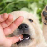 Что делать, если собака кусается? Как отучить щенка кусать за ноги и руки: способы дрессировки и профилактические меры