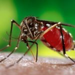 Укус комара у ребенка — опасно ли это? Что делать если ребенка искусали комары.