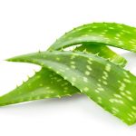 Уникальное растение алоэ: полезные свойства и особенности состава. Способы применения алоэ и противопоказания