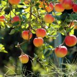 Выращивание яблонь в суровом климате: какие сорта выбрать? Популярные сорта яблонь для Урала и Сибири (фото)