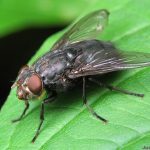 Как избавиться от мух в доме или в квартире? Механические, химические и народные средства избавления от мух в квартире