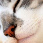 Сухой нос у котенка – норма или отклонение? В каких случаях сухой нос котенка означает болезнь, что делать, если нос горячий