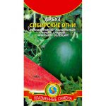 Правила выращивания арбузов в Сибири: выбор сорта, тонкости ухода. Посадка арбузов в теплице и открытом грунте