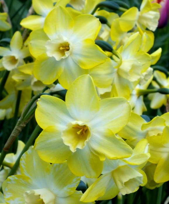 Жонкилиевый нарцисс сорт Narcissus Pipit фото