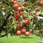 Как посадить колоновидную яблоню: сроки посадки и схема. Уход за колоновидной яблоней: подкормка, обрезка и зимовка дерева