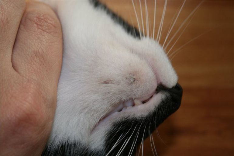 Акне у кошки на подбородке лечение 