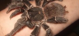 К чему снятся пауки: большие и маленькие, укус паука, огромный тарантул