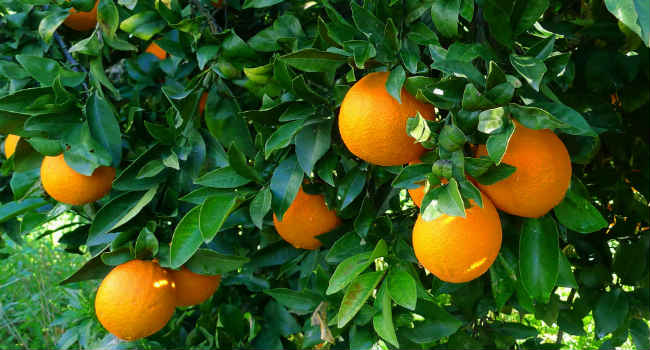 апельсины-как растут-состав-свойства