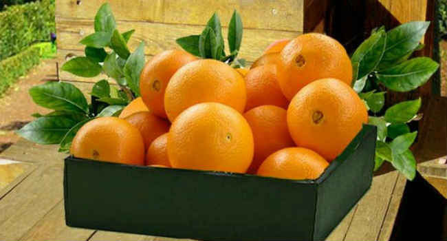 апельсины-состав-свойства-польза