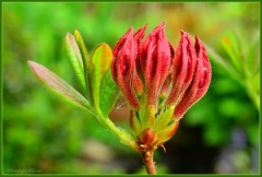 Листопадные азалии (рододендроны) – посадка и уход в саду