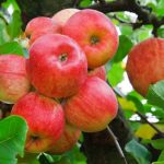Как правильно подкормить яблони весной: чем, и когда удобрять деревья в саду. Правила внесения удобрений под яблони весной