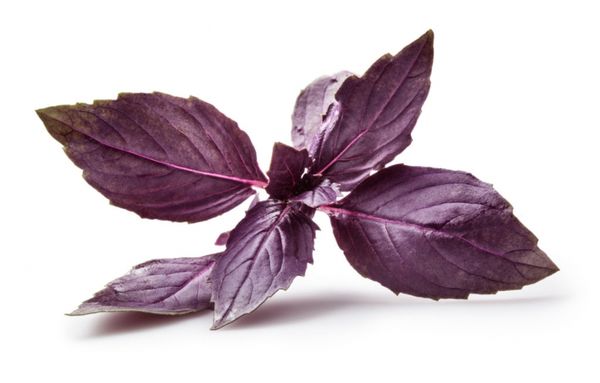 Фиолетовые листья базилика обладают более резким ароматом
