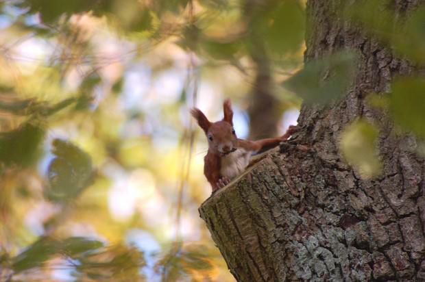 Обыкновенная белка или векша (лат. Sciurus vulgaris) (англ. Red Squirrel)