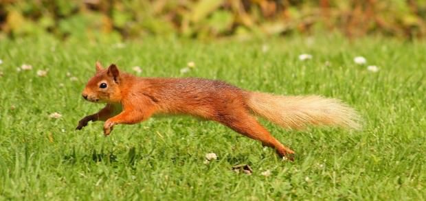 Обыкновенная белка или векша (лат. Sciurus vulgaris) (англ. Red Squirrel)