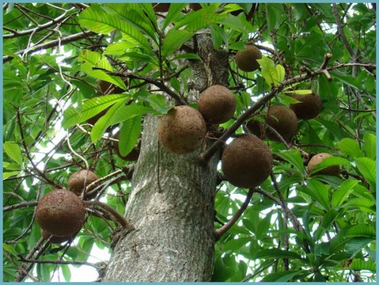 как растет бразильский орех