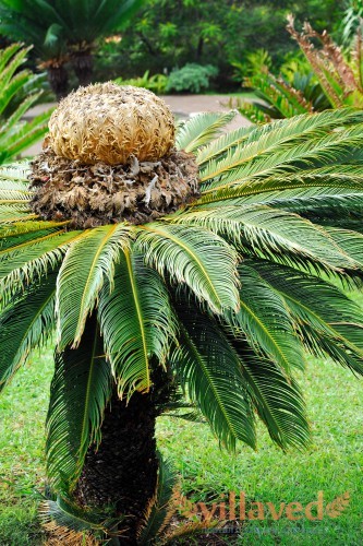 Фото пальмы в естественных условиях