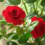 Роза домашняя: уход в домашних условиях. Как правильно выращивать комнатные розы в горшках, чтобы они цвели