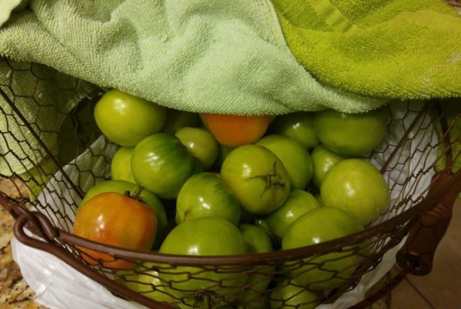 Зеленые помидоры под полотенцем в решетчатой корзинке
