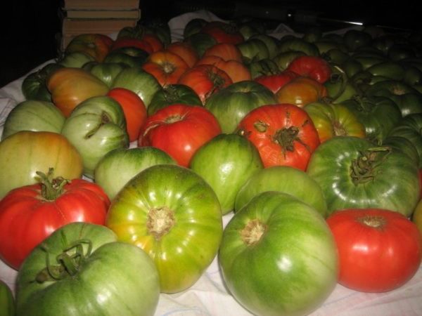 Ускорение дозревания плодов томатов с помощью красных помидор