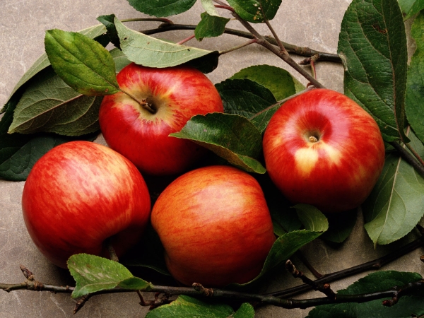 Яблоня - самое распространенное дерево на земле, каждый из сортов ценен своим составом
