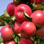 Наиболее подходящие сорта яблонь для Подмосковья: описание. Какие сорта яблок выбрать для Подмосковья, чем они отличаются?