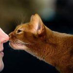 Как кошки выражают эмоции и какие именно