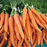 food-carrot