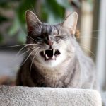 Котенок чихает: причины, почему может чихать маленький котёнок дома и на улице. Котенок чихает, что делать, чем лечить?