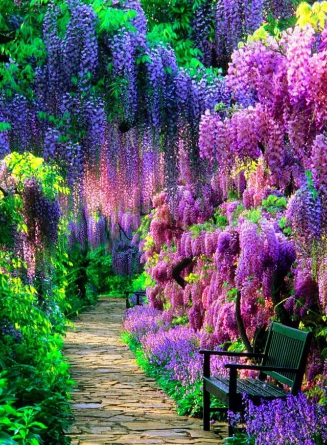 Красивый сад с цветущая глициниями различных оттенков