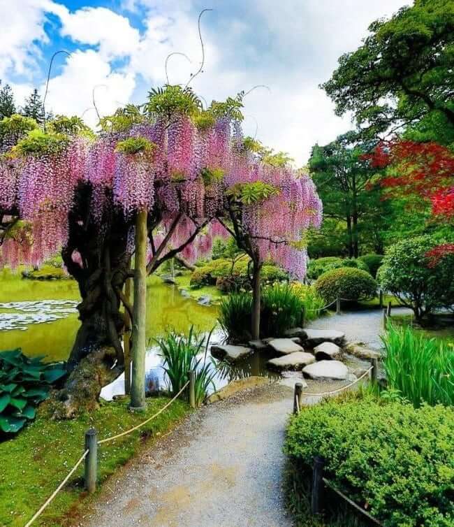 Китайская глициния у пруда добавит ярких красок вашему саду