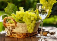 Лучшие сорта винограда для производства вина. Какие подойдут для Подмосковья и Сибири