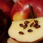 Употребление яблочных семечек: полезно или вредно . Как можно употреблять яблочные семечки с пользой