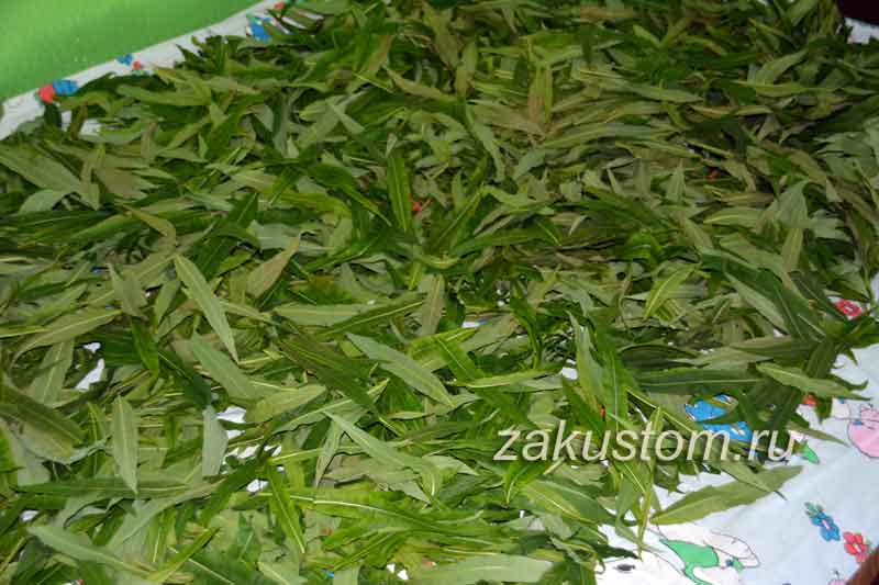Вялим листья кипрея для заготовки копорского чая