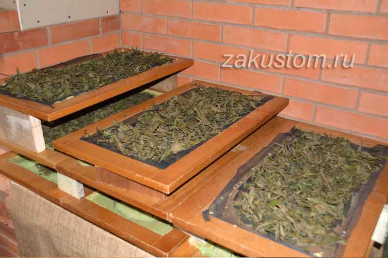 Сушка копорского чая в домашних условиях на печке. Как сушить лекарственные травы на даче