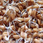 Проросшая пшеница: польза, как правильно ее употреблять. Проросшая пшеница: противопоказания, возможный вред