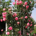 Особенности посадки плетистых роз: виды опор. Как правильно осуществлять уход за плетистыми розами, полив, подкормки