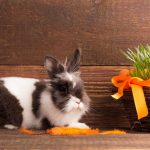 Карликовые кролики: технология разведения, уход. Трудности при содержании и разведении карликовых кроликов