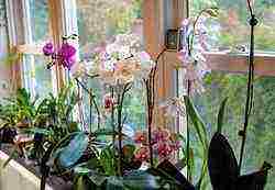 как правильно выращивать орхидею в домашних