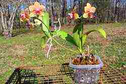 как правильно выращивать орхидею в домашних