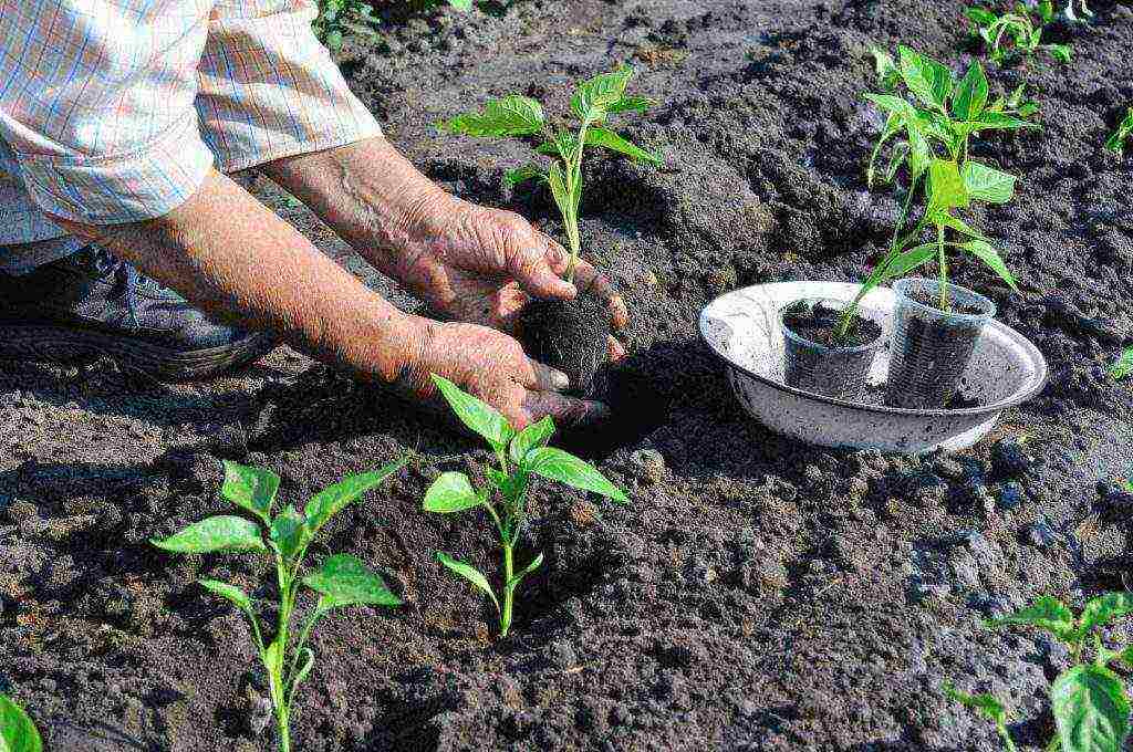 как правильно выращивать перец в открытом грунте