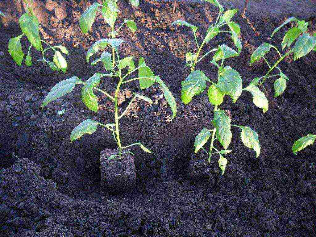 как правильно выращивать перец в открытом грунте