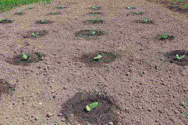 как правильно выращивать тыквы в открытом грунте