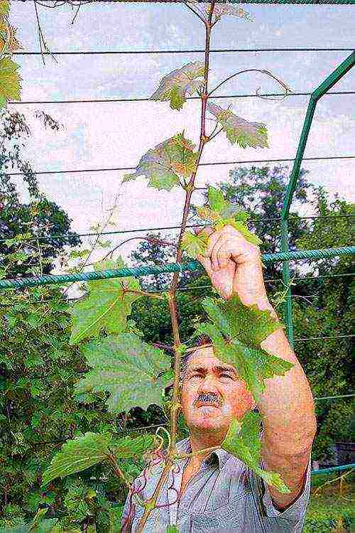 как правильно выращивать виноград и ухаживать за ним