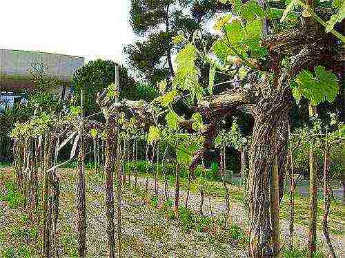 как правильно выращивать виноград и ухаживать за ним