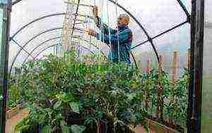 как правильно выращивать зелень в зимней теплице